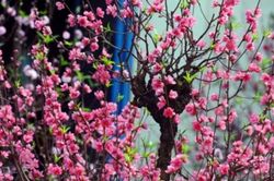 Chữ và nghĩa: 30 chưa phải là Tết