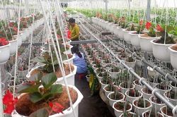 Nhộn nhịp mùa hoa Tết tại các nhà vườn ở Quảng Nam