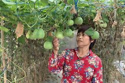 Đẩy mạnh sản xuất nông nghiệp theo hướng VietGAP
