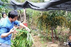 Địa lan Sa Pa 'hút' khách chơi Tết