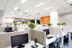 Những cây để bàn làm việc năm mới vừa may mắn, vừa 'hút' tài lộc ầm ầm