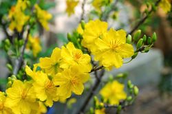 Đón Tết…
