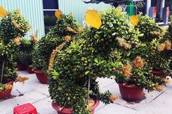 Ngắm bonsai quất tạo hình chuột độc đáo ở Bình Định