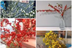 Những loại hoa nhập khẩu gây sốt, chị em đua nhau mua chơi Tết
