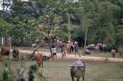 Kho ảnh khổng lồ về Việt Nam 1991-1993: Nỗi ám ảnh Mỹ Lai