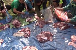 Giá lợn tăng cao vì dịch tả, dân chuyển sang 'đụng bò' ăn Tết