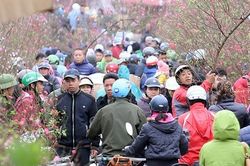Hà Nội tuần cuối trước Tết, 'nghẹt thở' chợ hoa Quảng An
