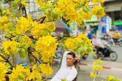 Mai bung nụ nở sớm, nhiều nhà vườn 'méo mặt' sợ ế