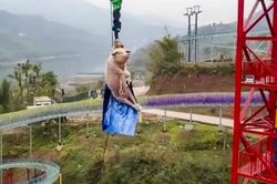 Công viên hứng chỉ trích vì thả lợn từ độ cao 70m
