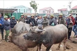 Chợ trâu bò lớn nhất Đông Nam Á giao dịch phiên cuối cùng của năm cũ