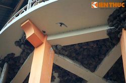 Ngắm quần thể tổ chim khổng lồ giữa lòng thành phố Việt Nam