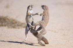 Sóc châu Phi thi triển kungfu trên cát đầy ngoạn mục