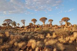 Khám phá những kỳ bí về rừng cây rung động ở Namibia