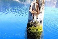 Thân cây khổng lồ dựng đứng giữa hồ hàng trăm năm