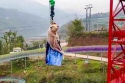 Công viên giải trí Trung Quốc ép lợn nhảy bungee mừng khai trương gây phẫn nộ