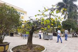Triển lãm mai vàng Quảng Trị