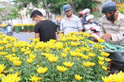 Trăm hoa khoe sắc Xuân giữa lòng phố cổ Hội An