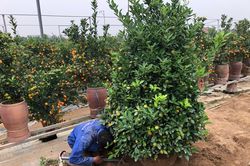 Chuyện đời dưới mỗi gốc quất