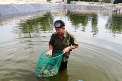 Phát triển thủy sản trên vùng cát