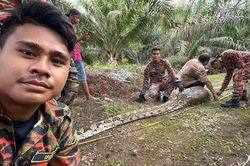 Ăn no phè phỡn, trăn khổng lồ nằm vật giữa đường và kết