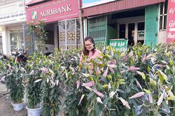 Điện Biên: Người dân vùng cao sắm hoa chơi Tết vẫn rất thưa thớt