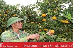 'Mục sở thị' những đồi cam bạc tỷ ở Hà Tĩnh
