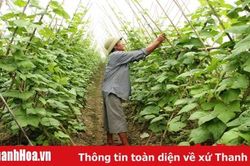 Thúc đẩy liên kết sản xuất gắn với tiêu thụ nông sản