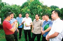 Khởi sắc nông nghiệp Sơn La