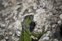 Florida cảnh báo mưa rồng Nam Mỹ trên cây rơi xuống