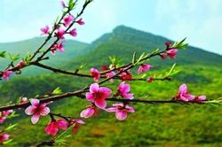 Rạo rực những bản tình ca xuân