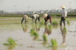 Cận Tết, 'thợ cấy' Nghệ An kiếm nửa triệu mỗi ngày