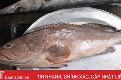 Tận mắt xem những con cá giá nửa chỉ vàng ngày Tết ở Hà Tĩnh