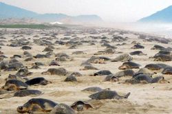 Hàng nghìn con rùa Golfinas 'đổ bộ' vào bờ biển Mexico