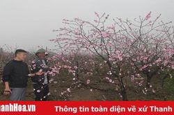 'Thủ phủ' đào phai hoa kép Quảng Chính những ngày giáp tết