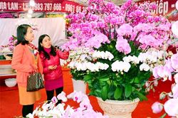 Rộn rã đất trời xuân