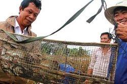 Săn chuột đồng ở miền Tây Nam bộ