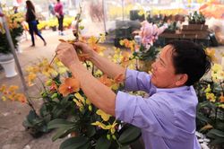 Hoa trang trí rực rỡ chờ được 'rinh' về chơi Tết