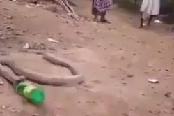 Ám ảnh rắn hổ mang vật lộn nôn ra chai nhựa
