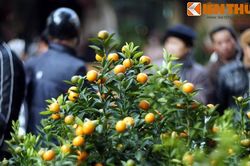 Vì sao người Việt chơi quất ngày Tết để chiêu tài gọi lộc, cầu may mắn?