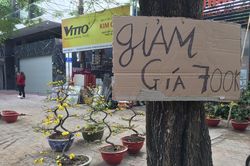 Nhất chi mai gốc 'khủng' vài chục triệu ế ẩm trên phố