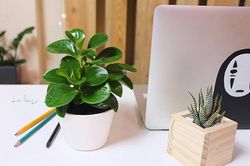 Năm mới, những loại cây trên bàn giúp hết chán, hết căng thẳng