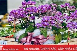 Hoa tết đẹp - độc - lạ ở Hà Tĩnh thỏa sức cho khách chơi Tết Canh Tý