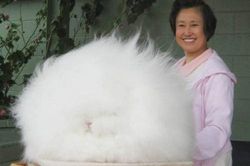 Ngộ ngĩnh con thỏ tròn xoe như cục bông khổng lồ