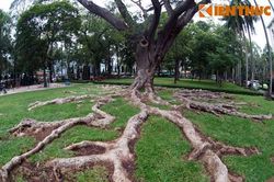 Cận cảnh siêu cổ thụ 'bạch tuộc khổng lồ' giữa Sài Gòn