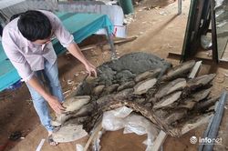 Phát hiện cây nấm lạ nặng hơn 2 tạ, hình thù giống con cóc