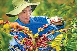 Cà phê organic: Kết tụ tinh hoa