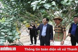 Hà Trung vào xuân mới
