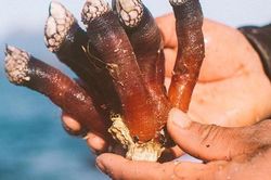 Nghề săn 'ngón tay quỷ' của ngư dân biển