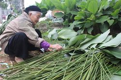 Sắc xanh của lá dong Tràng Cát hơn 600 năm làm nên sắc Tết