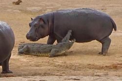 Đàn voi giải cứu cá sấu khỏi chú hà mã con 'tăng động'